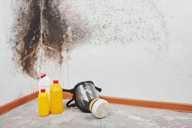 Best Local Mold Removal Service  in Camp Swift, TX