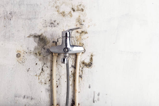 Best Home Mold Removal  in Camp Swift, TX
