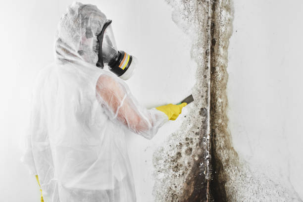 Best Best Mold Removal Companies  in Camp Swift, TX