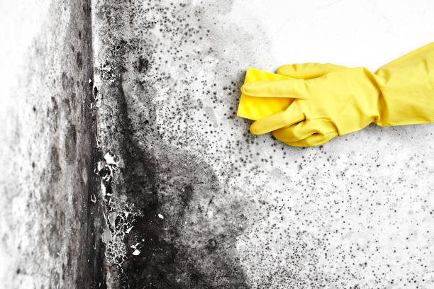 Best Attic Mold Removal  in Camp Swift, TX