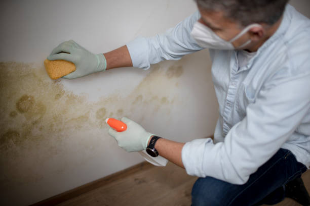 Best Mold Testing  in Camp Swift, TX