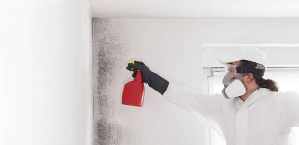 Best Professional Mold Removal  in Camp Swift, TX