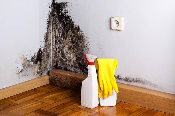 Best Mold Remediation Experts  in Camp Swift, TX