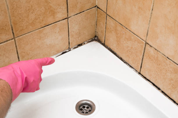 Mold Removal Process in Camp Swift, TX